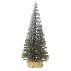 Medium bristle fir tree