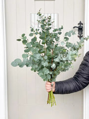 Eucalyptus Bouquet