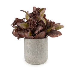 Eucalyptus in brown cement pot