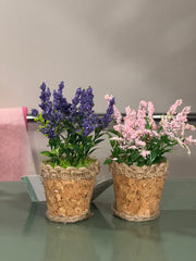 Lavender small pots