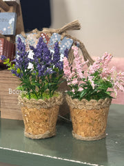 Lavender small pots