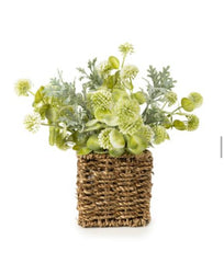 Basket plant